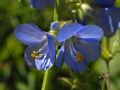 Polemonium caeruleum